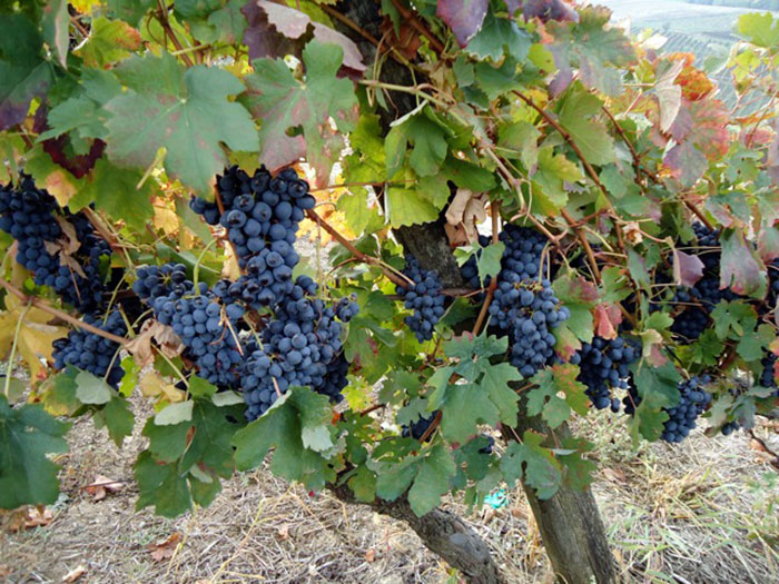 uvalino grapes
